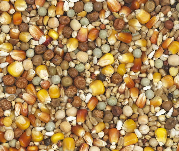 Van Robaeys - Kweek gele/rode Cribbs nr. 1, 25 KG